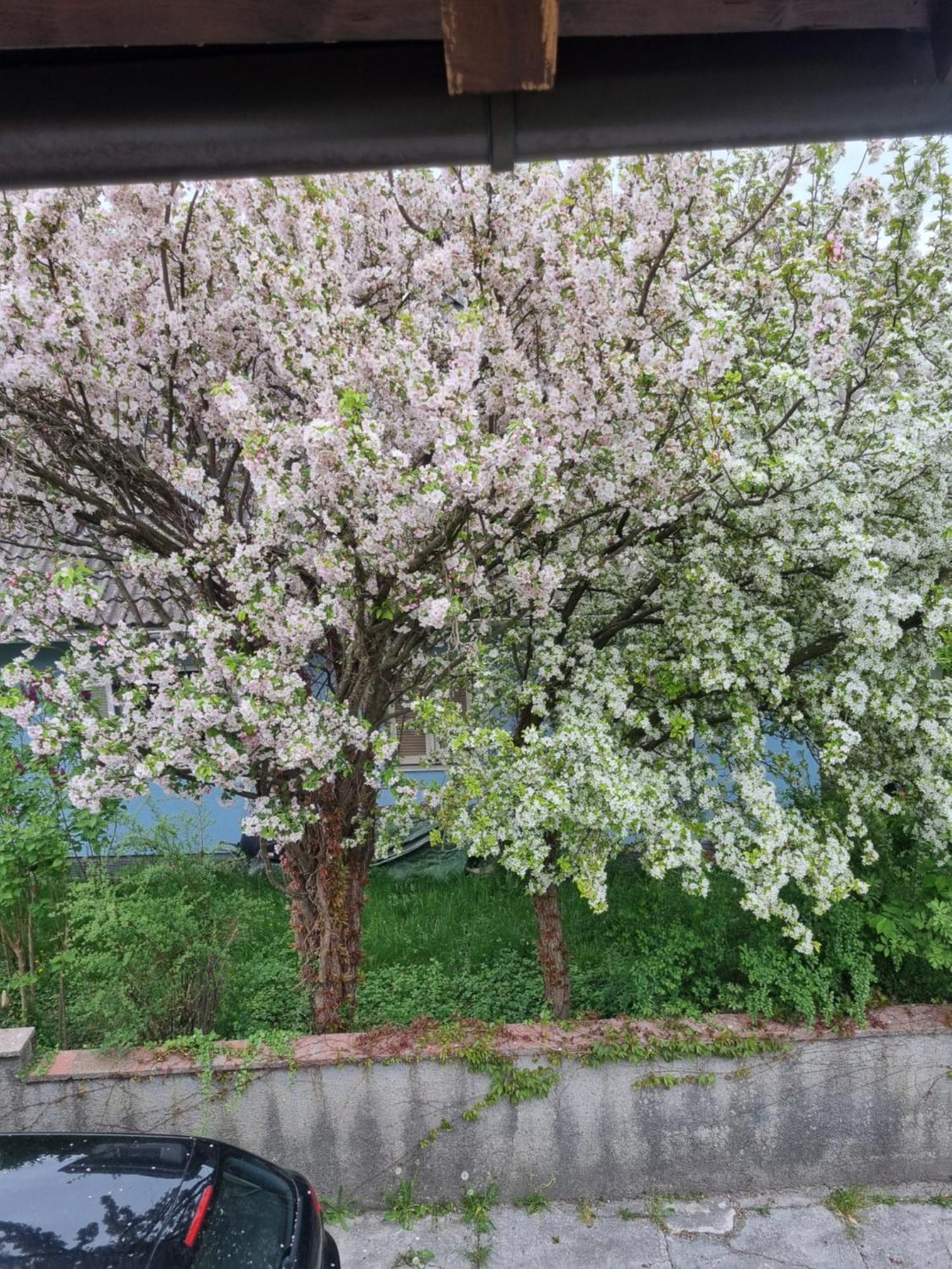 Ferienwohnung Anna Grödig Екстериор снимка